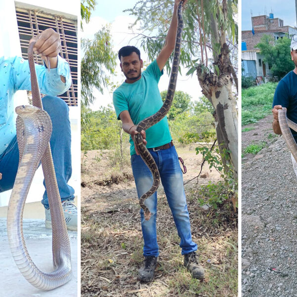 साप व वन्य प्राण्यांचे रेस्क्यू करणारा सर्पमित्र संदीप…
